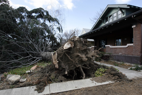 Francisco Kjolseth  |  The Salt Lake Tribune
A large pine at 1121 E. 200 South in Salt Lake City was uprooted by the wind storm on Thursday.